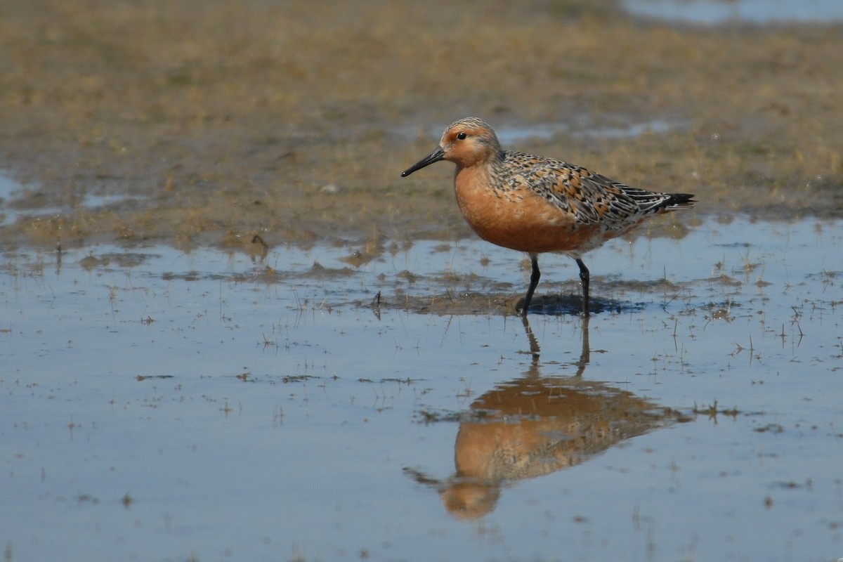 Red Knot - ML117537061