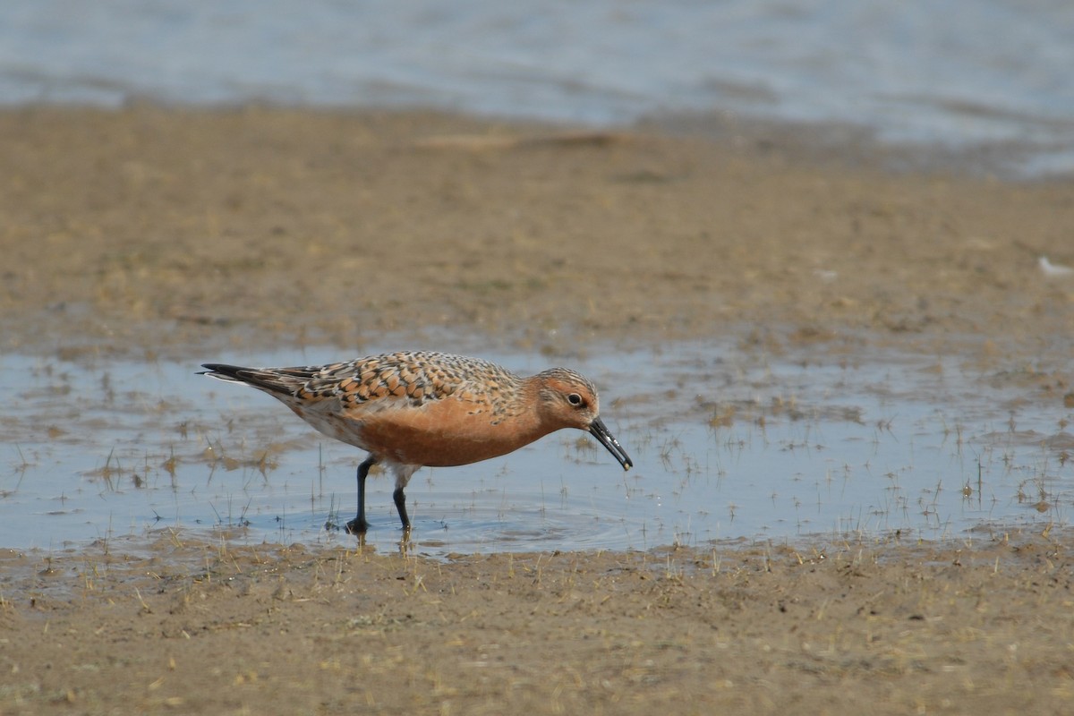 Red Knot - ML117537081