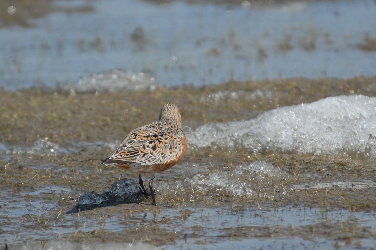 Red Knot - ML117537091