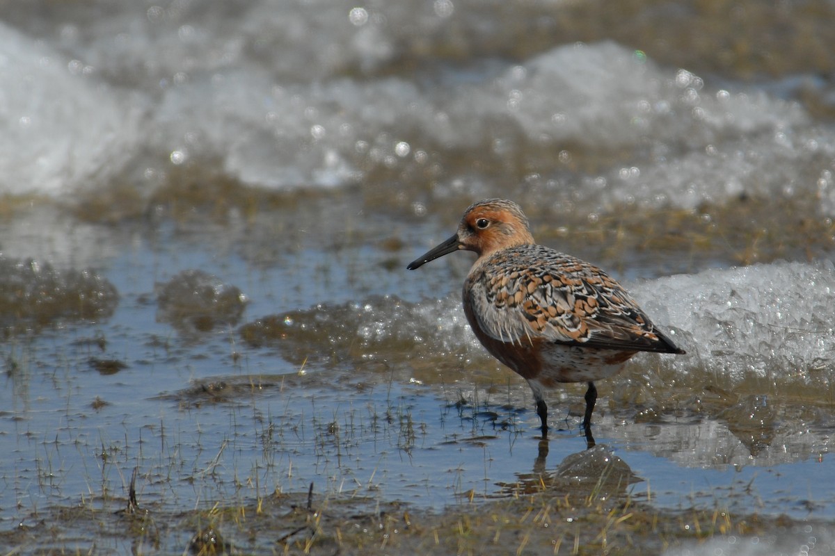 Red Knot - ML117537101