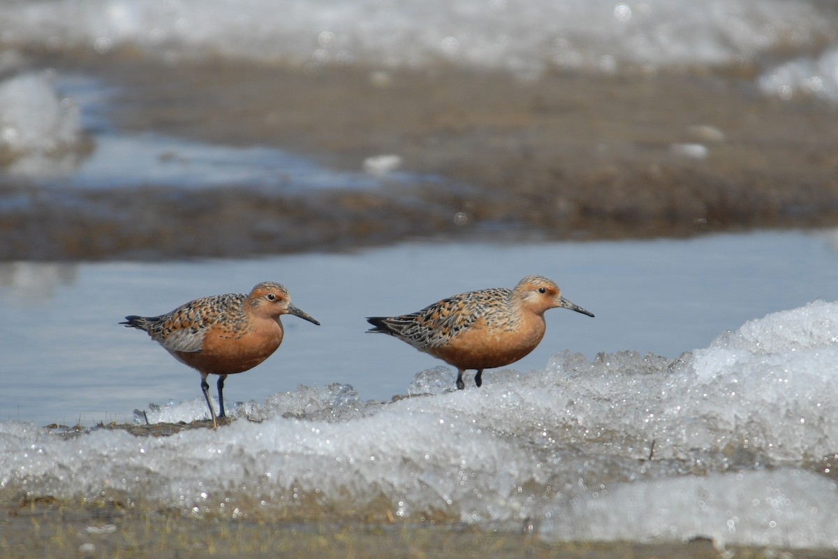 Red Knot - ML117537121