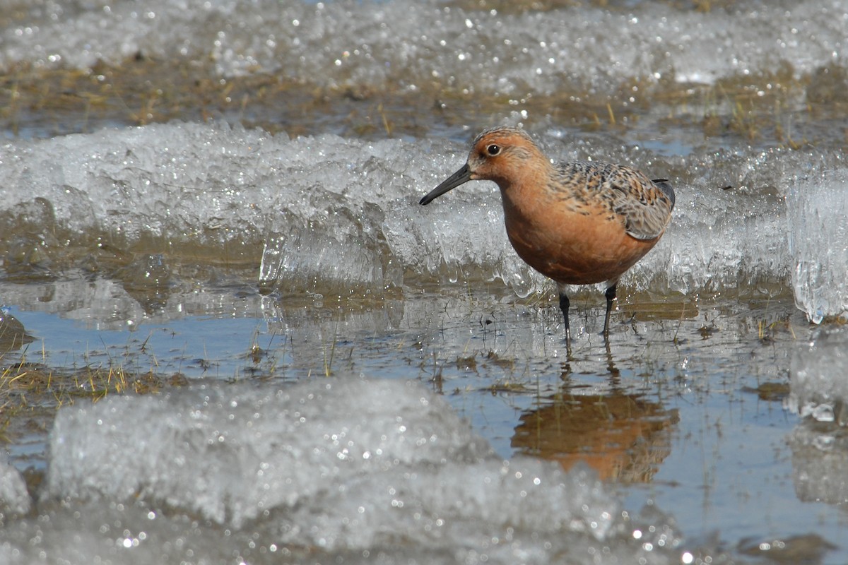 Red Knot - ML117537131