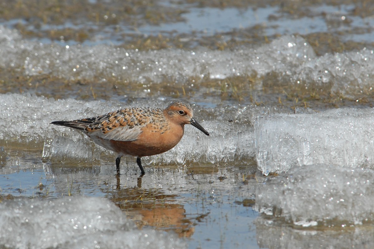 Red Knot - ML117537141