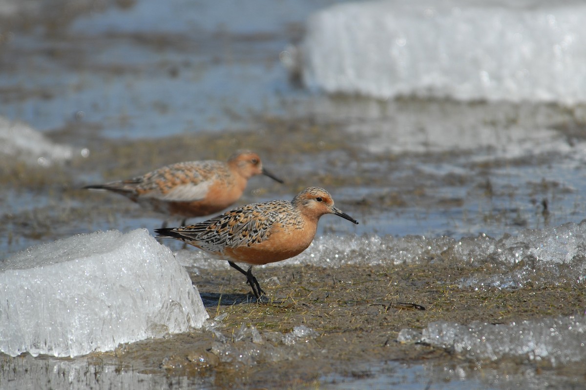 Red Knot - ML117537151