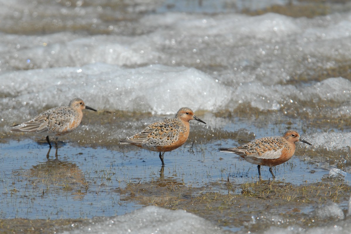 Red Knot - ML117537161