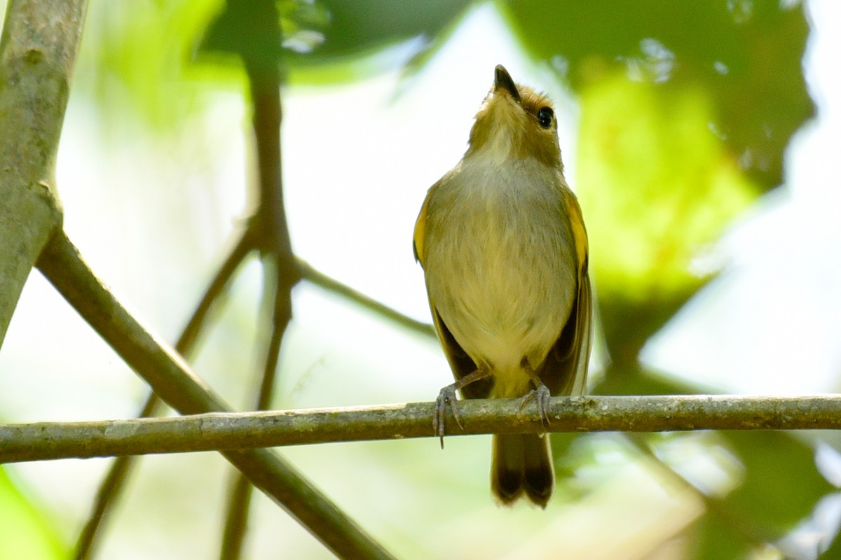 Rusty-fronted Tody-Flycatcher - ML117539061