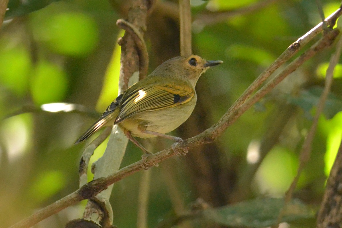 Rusty-fronted Tody-Flycatcher - ML117539071