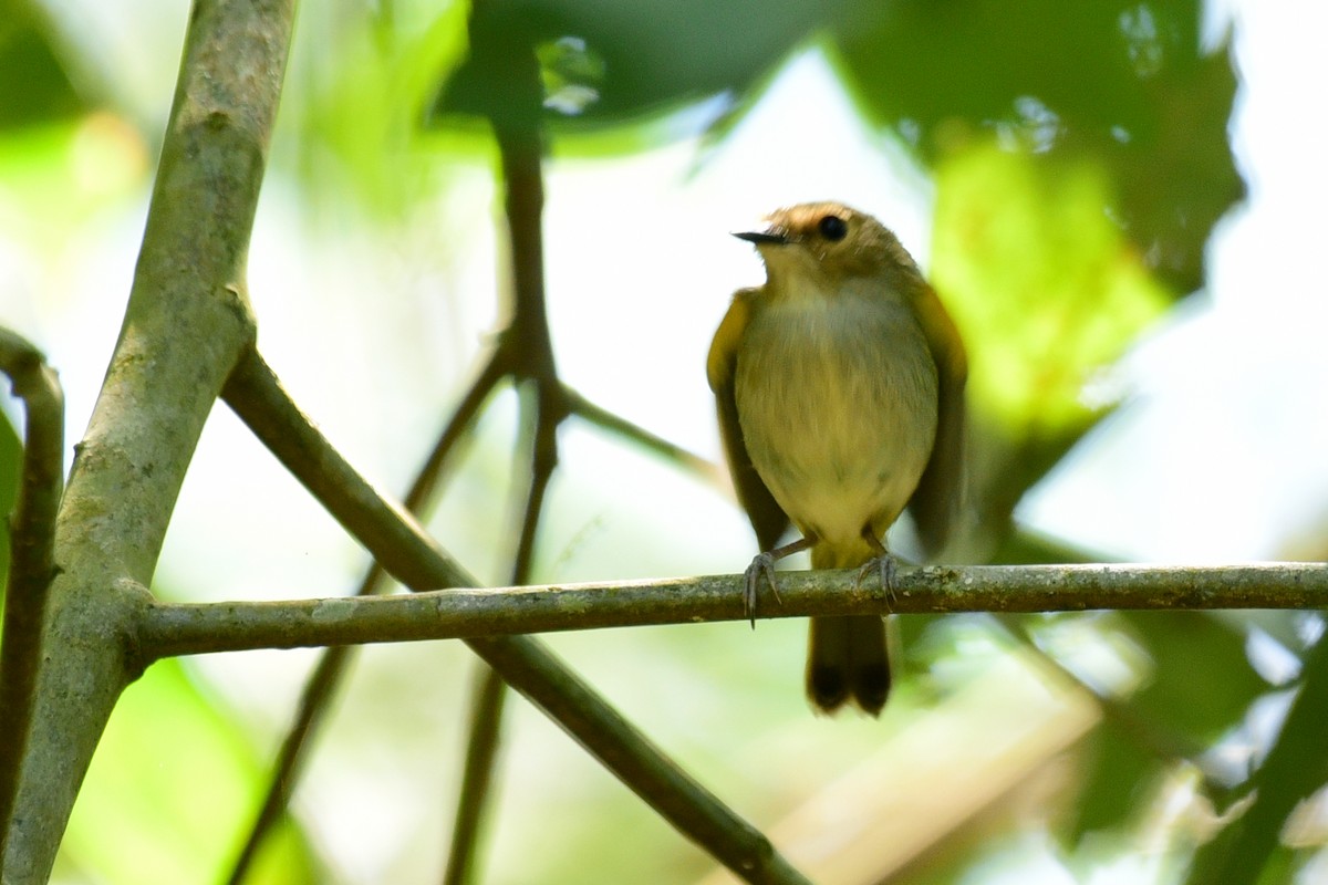 Rusty-fronted Tody-Flycatcher - ML117539081