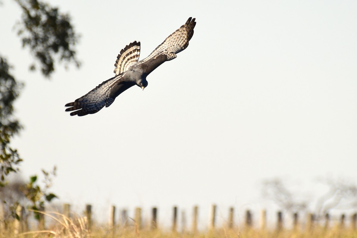 Long-winged Harrier - Luiz Moschini