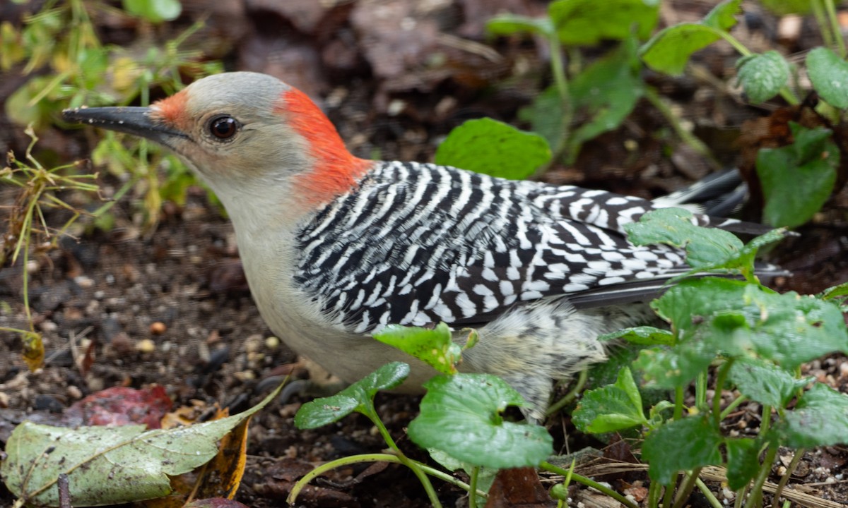 Red-bellied Woodpecker - ML117540441