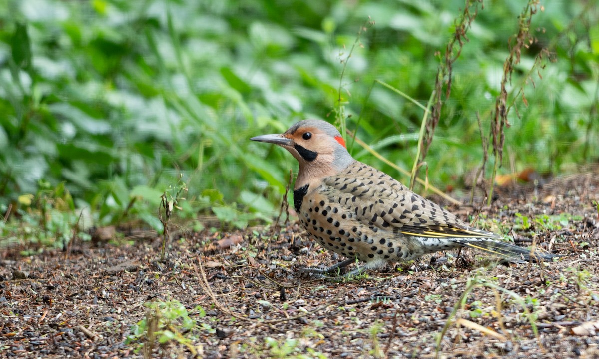 Northern Flicker (Yellow-shafted) - ML117540481