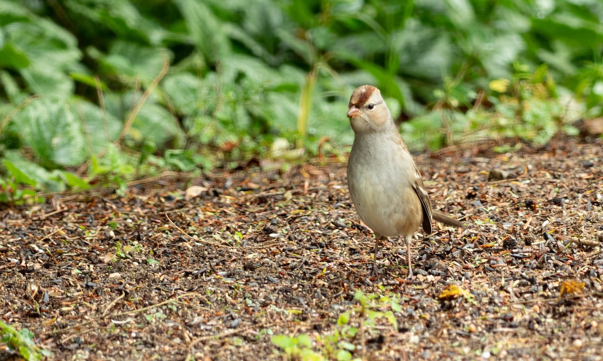 White-crowned Sparrow - Brad Heath