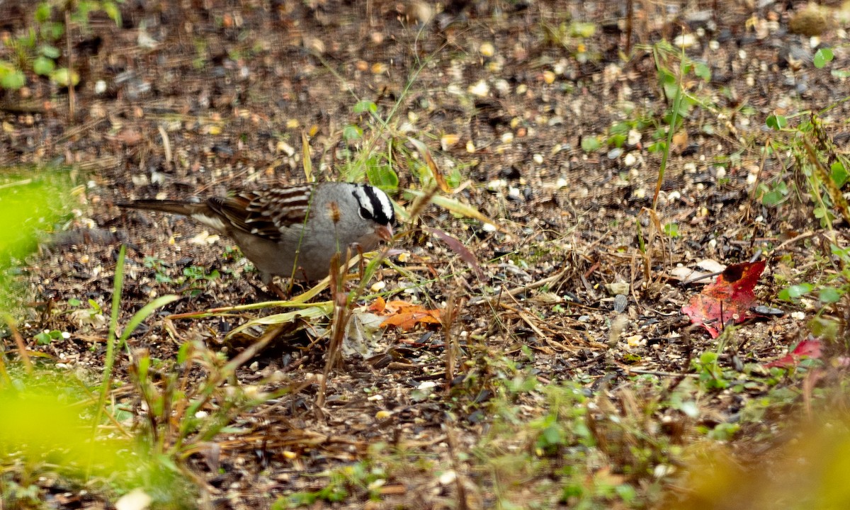 White-crowned Sparrow - ML117541091