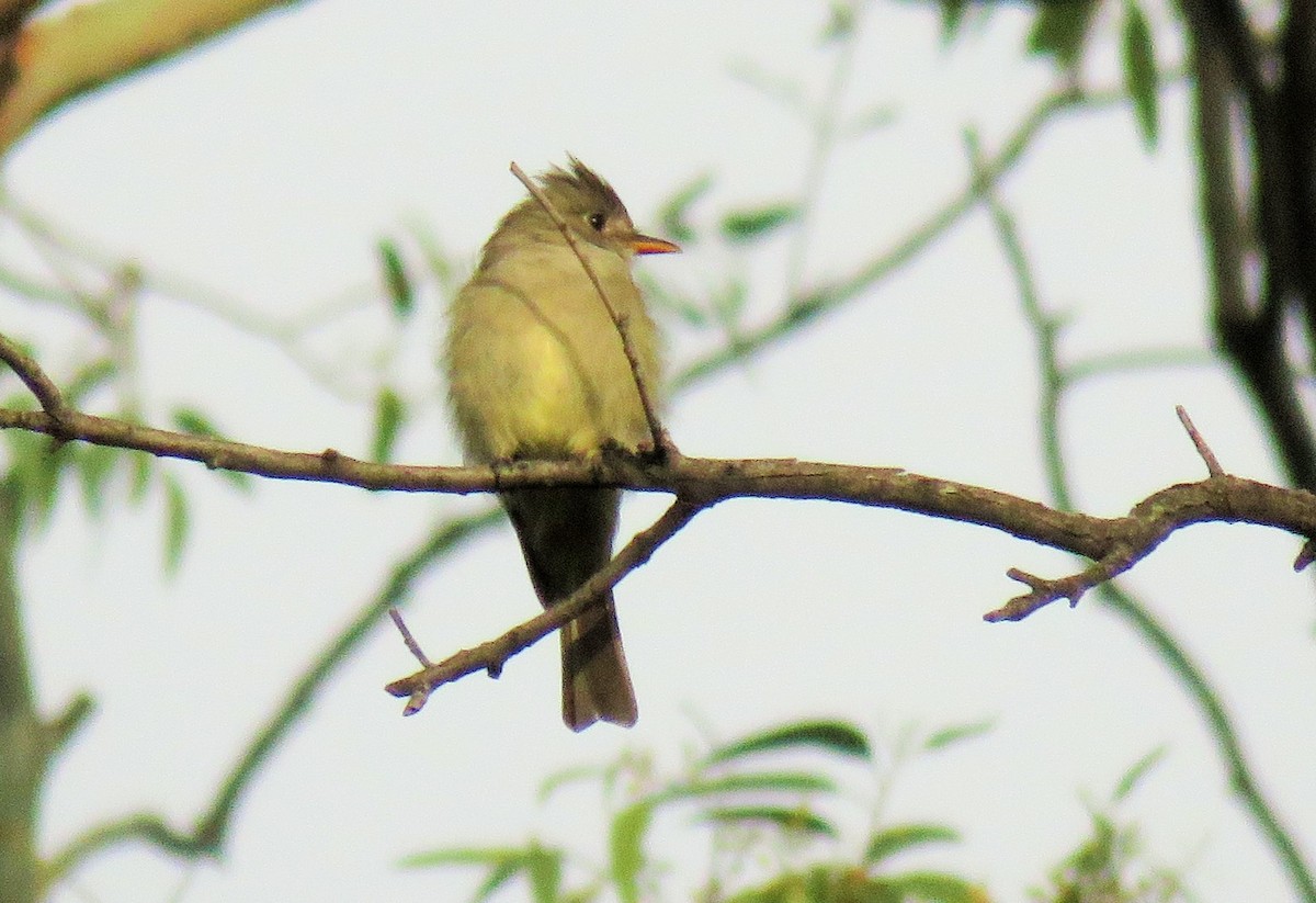 Greater Pewee - ML117541701