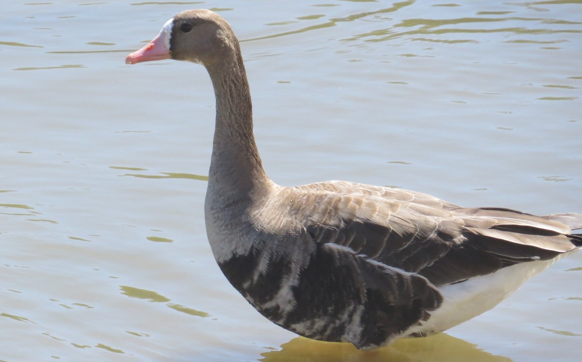 Greater White-fronted Goose - ML117543671