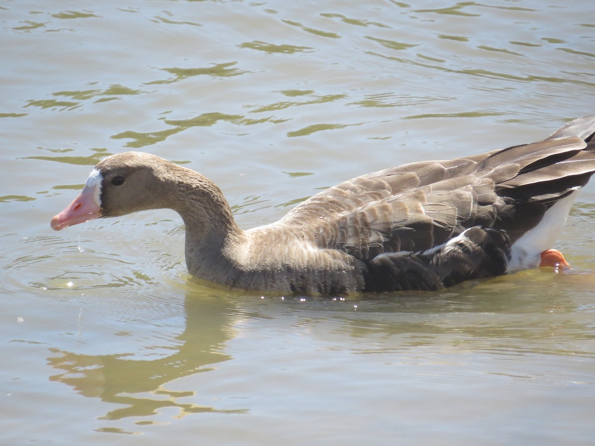 Greater White-fronted Goose - ML117543681