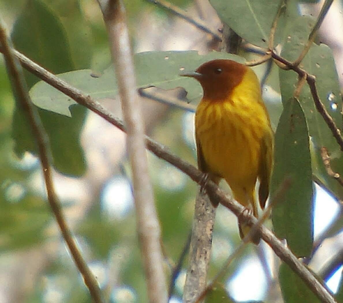 Yellow Warbler (Mangrove) - ML117550981