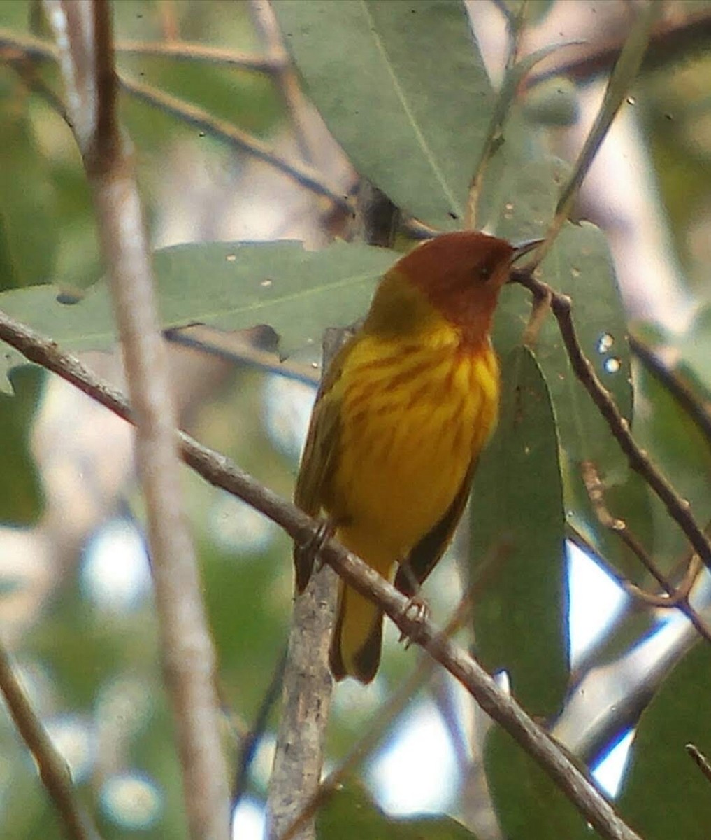 Yellow Warbler (Mangrove) - Lavae Aldrich