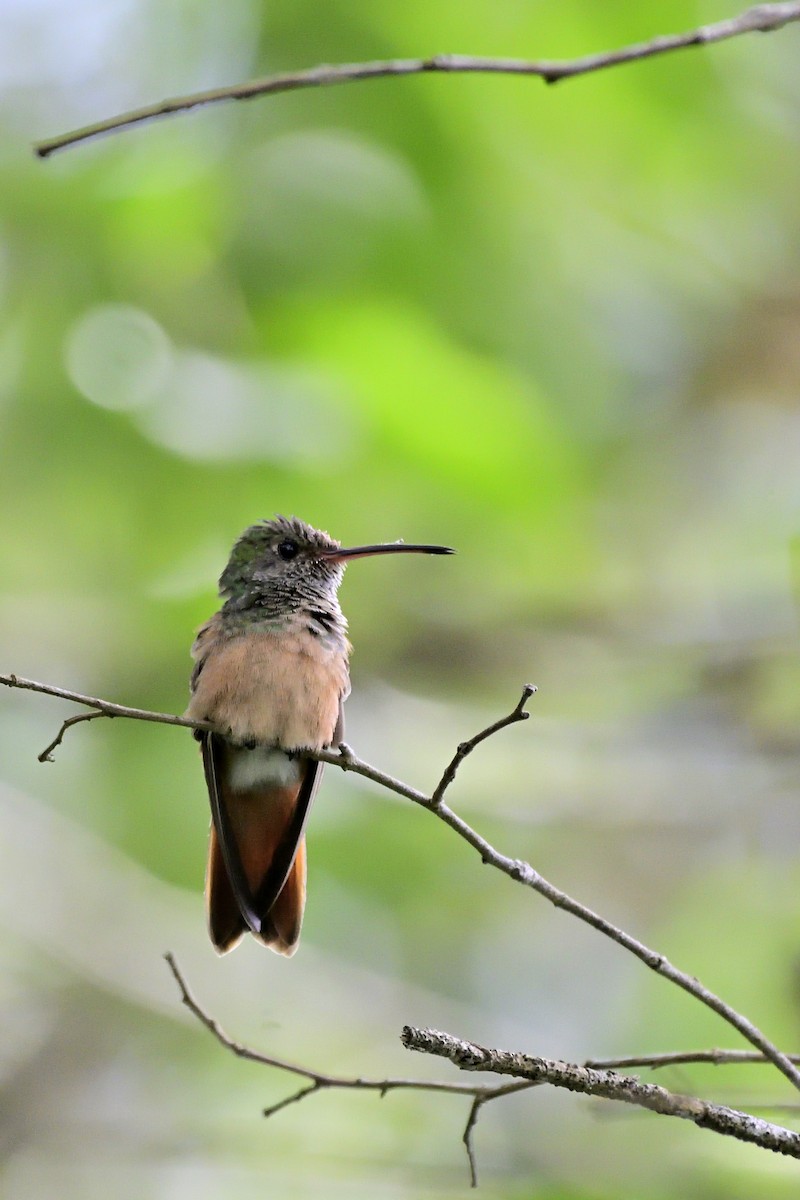 Buff-bellied Hummingbird - Luis Guillermo