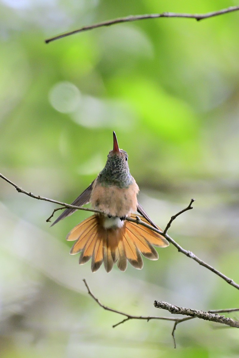 Buff-bellied Hummingbird - ML117552051