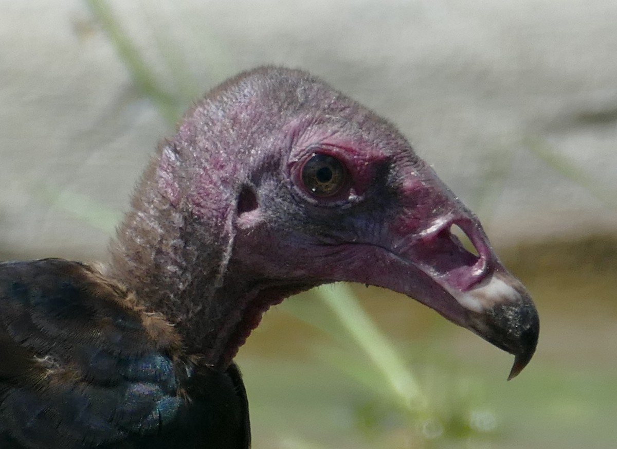 Turkey Vulture - ML117553421