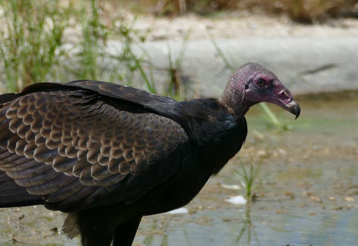 Turkey Vulture - ML117553551