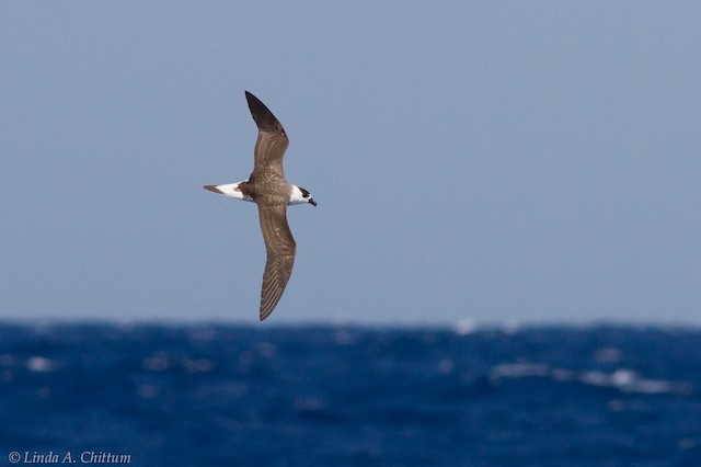In the Atlantic, the core range is concentrated along the outer continental shelf offshore Cape Hatteras, North Carolina, United States. - Black-capped Petrel - 