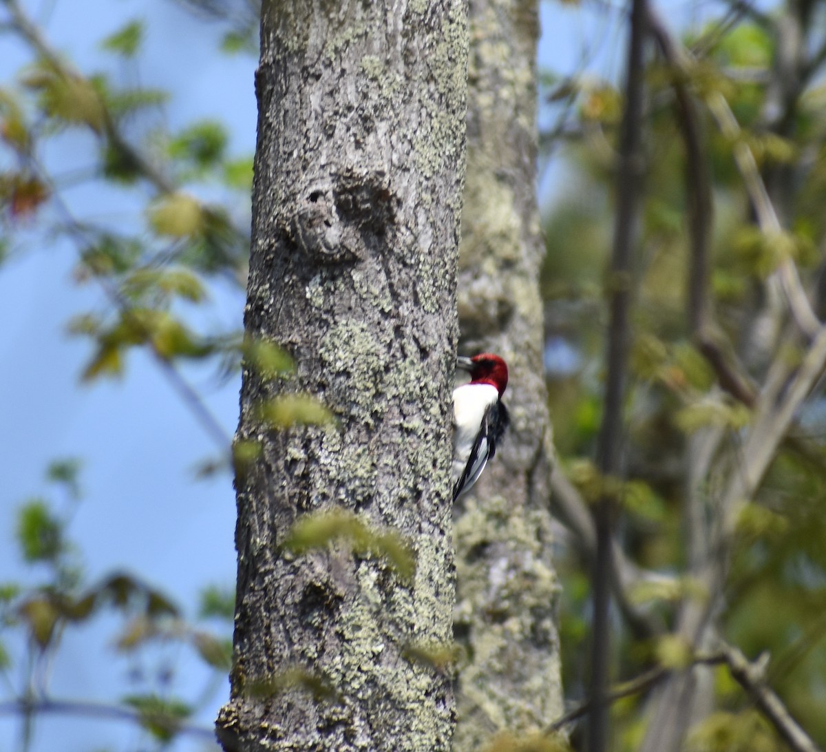 Red-headed Woodpecker - Seth Kellogg