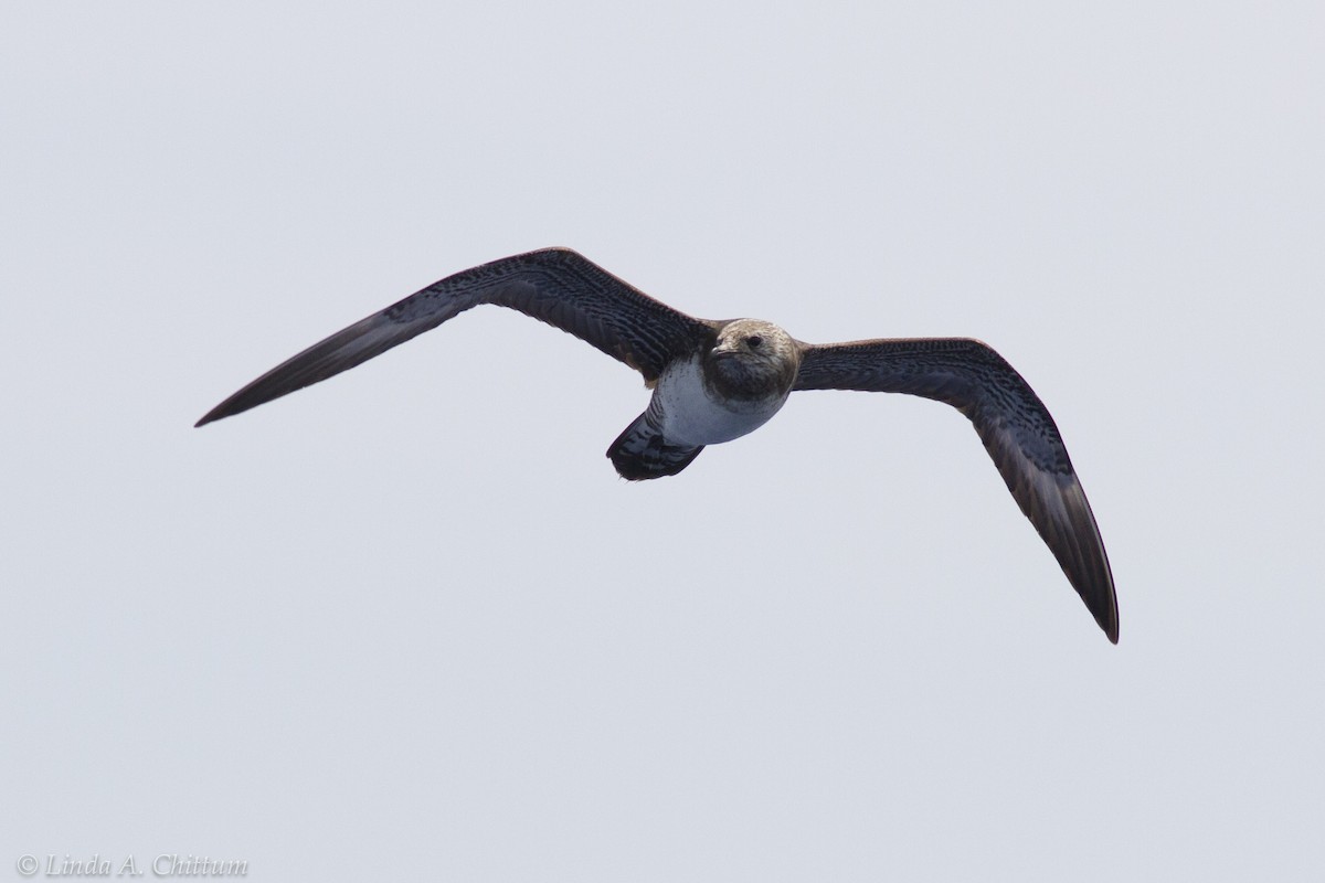 Long-tailed Jaeger - ML117558801