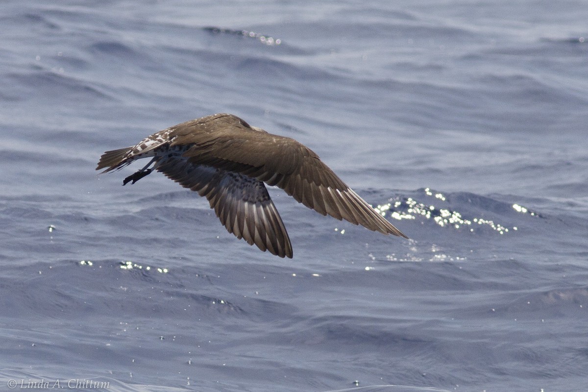 Long-tailed Jaeger - ML117558811