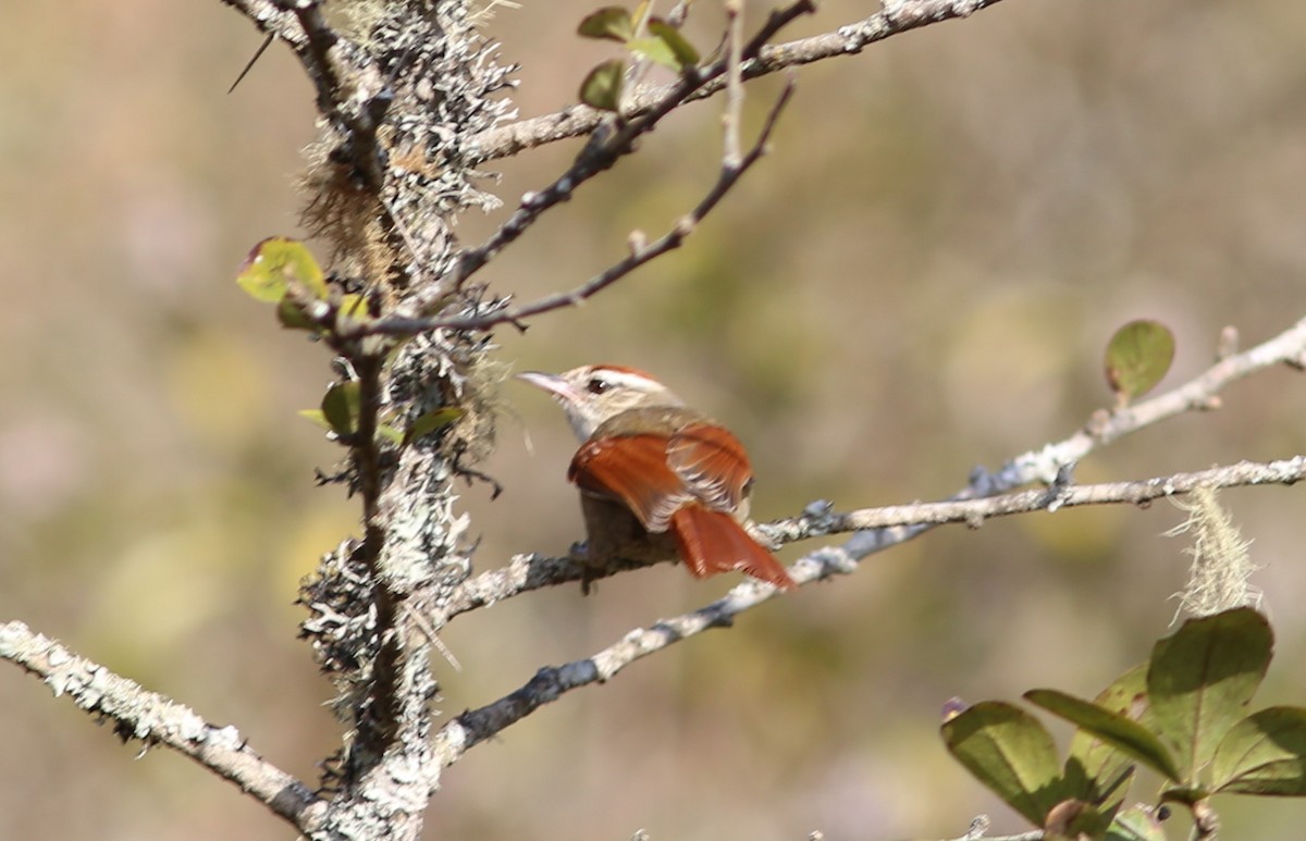 Line-cheeked Spinetail - ML117560321