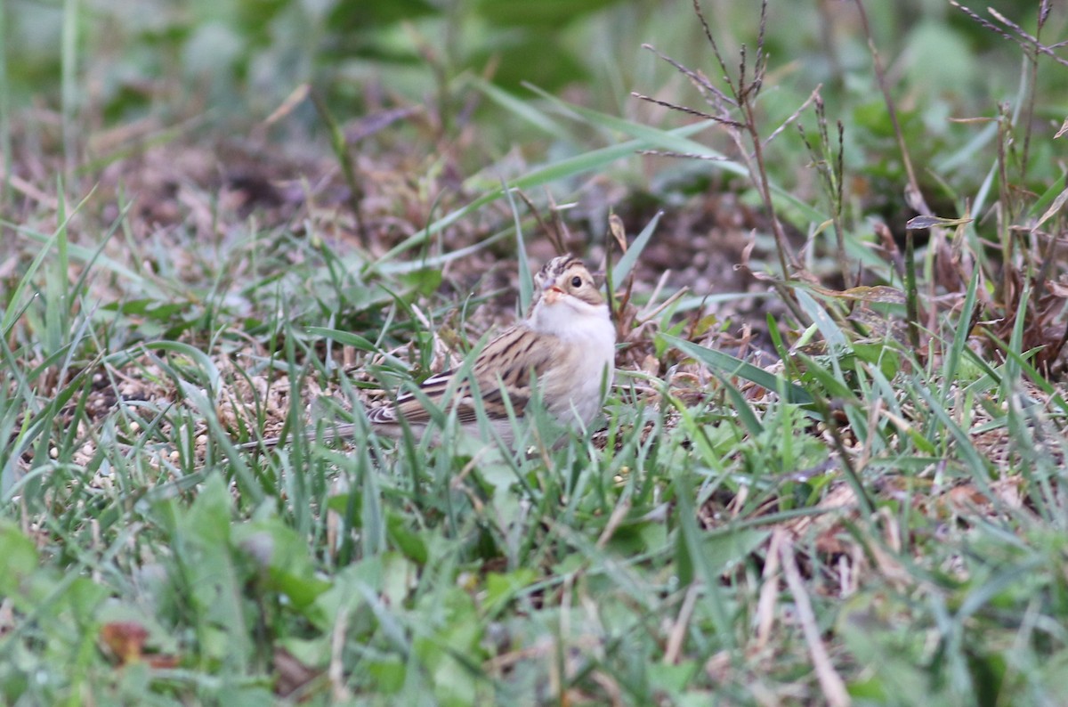 Clay-colored Sparrow - ML117561401
