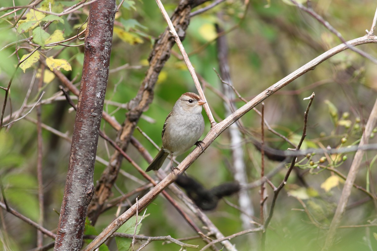 White-crowned Sparrow - ML117561431
