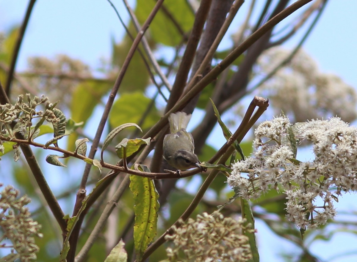 Three-banded Warbler - ML117561621