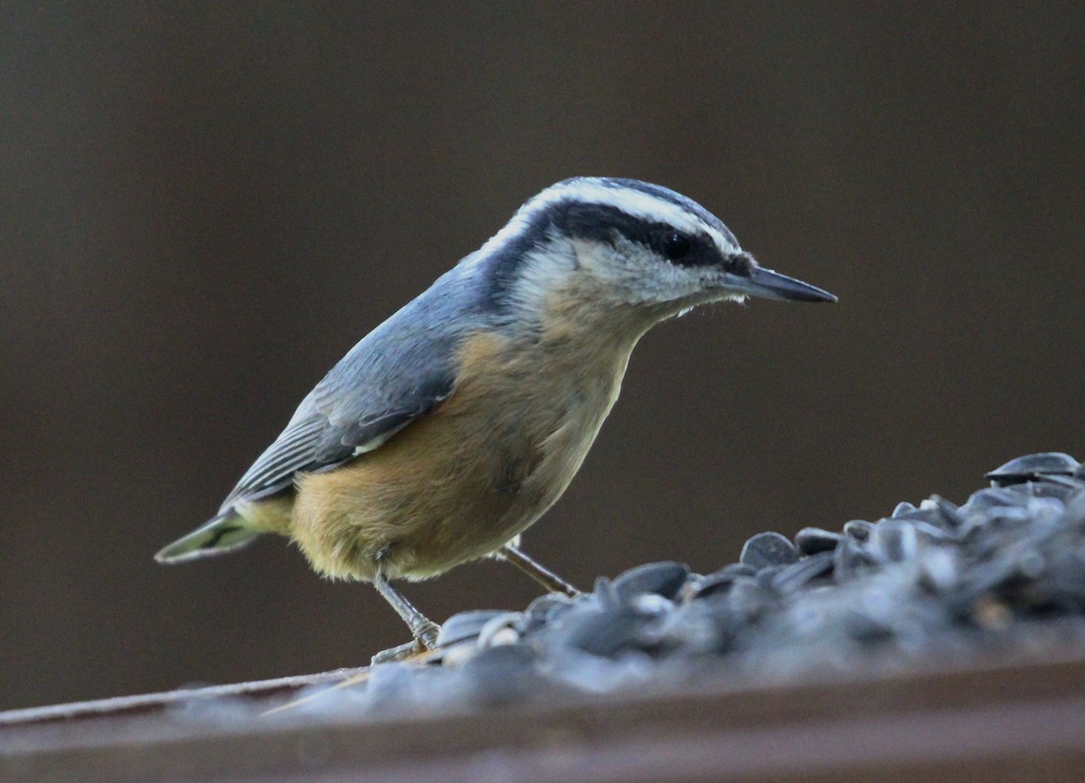 Red-breasted Nuthatch - ML117566581