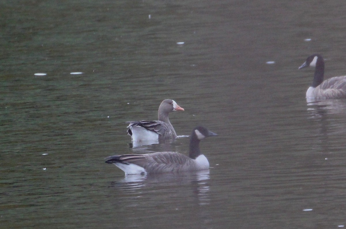 Greater White-fronted Goose - ML117566811