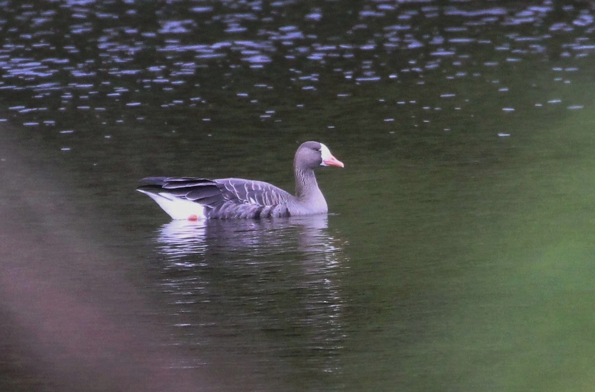 Greater White-fronted Goose - ML117566851