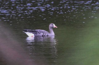 Greater White-fronted Goose, ML117566851