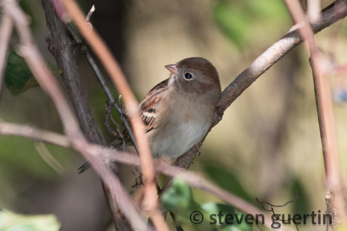 Field Sparrow - Steven Guertin