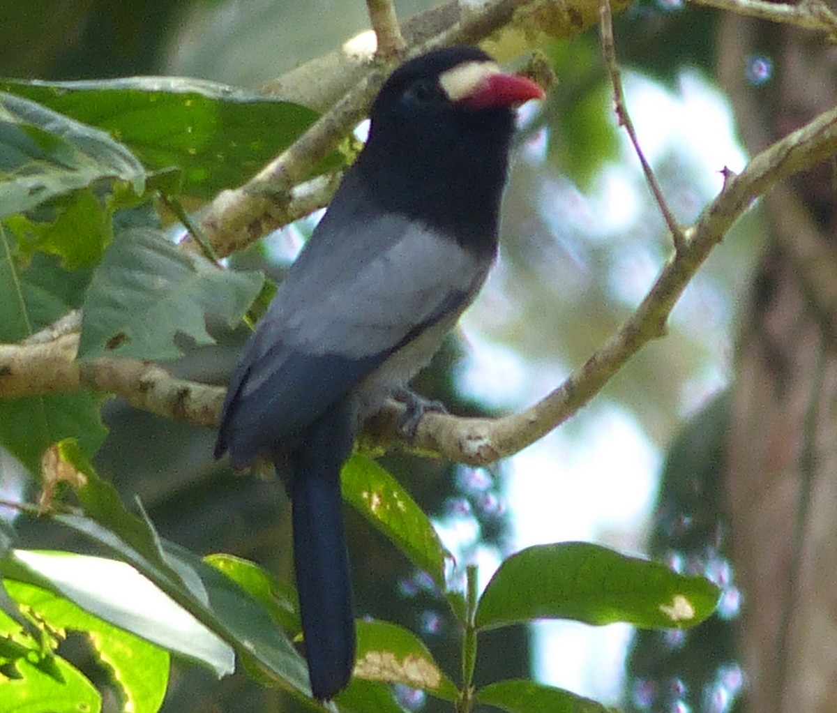 White-fronted Nunbird (Pale-winged) - ML117568791