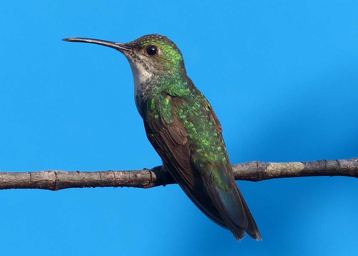 kolibřík safírovohrdlý - ML117573411