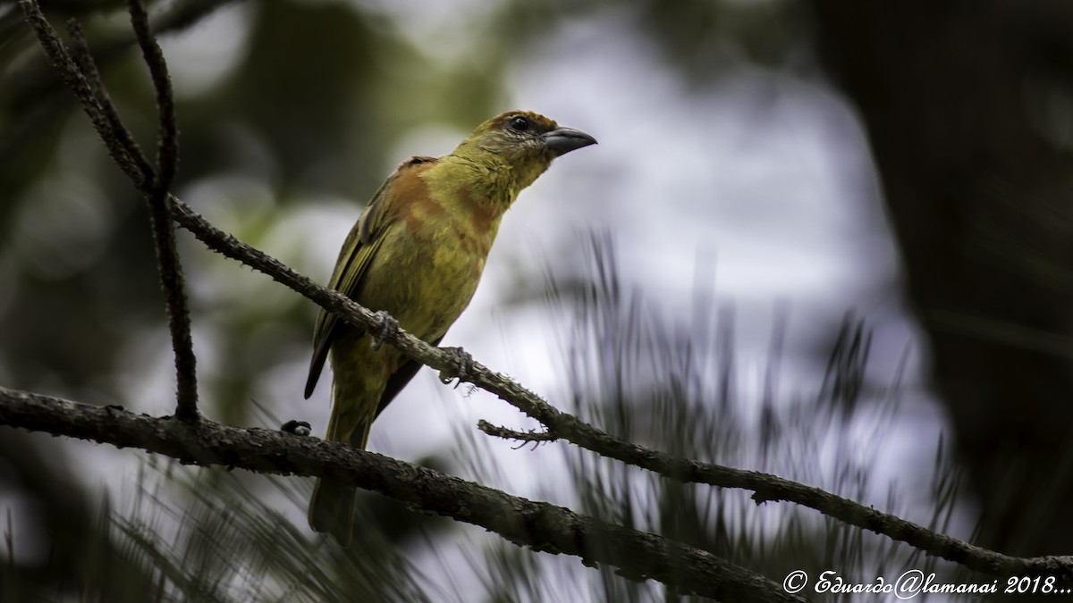Hepatic Tanager - ML117575531