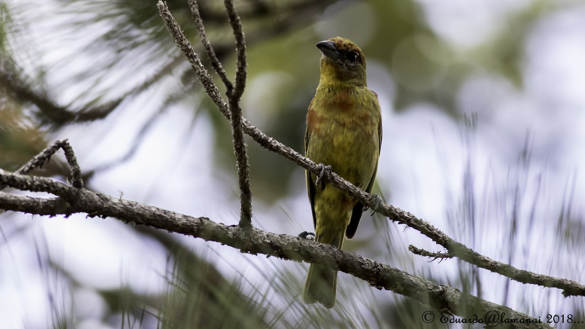 Hepatic Tanager - ML117575541