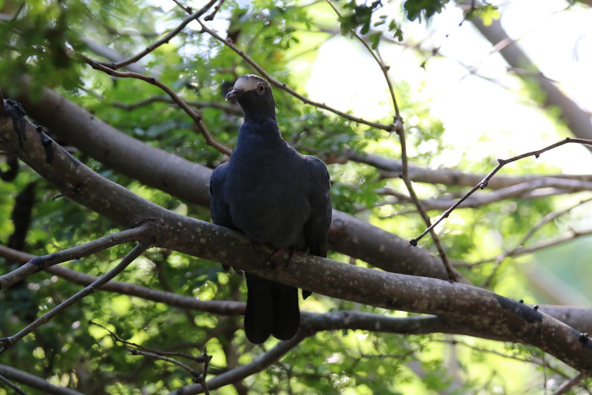White-crowned Pigeon - ML117575571