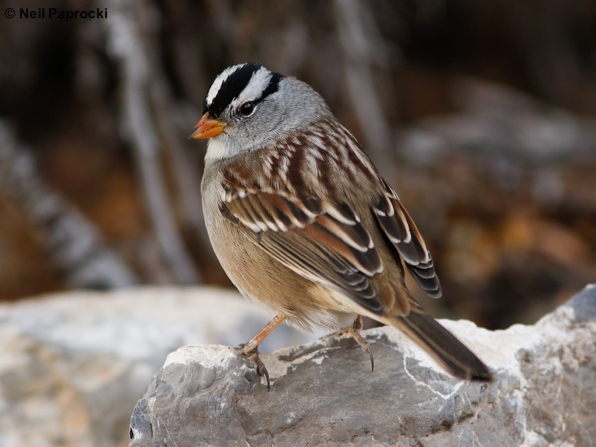 White-crowned Sparrow (Gambel's) - Neil Paprocki