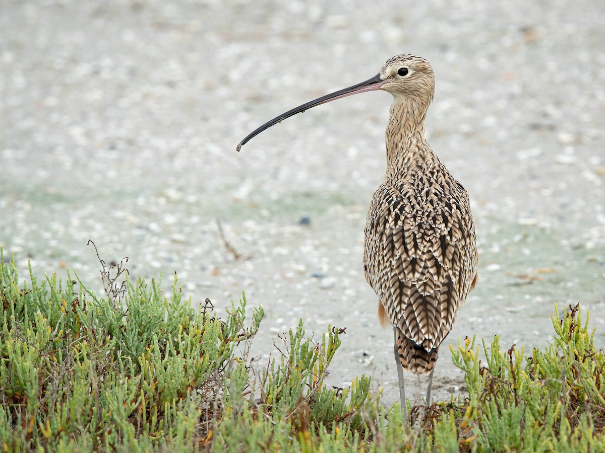 Long-billed Curlew - Mike Cameron