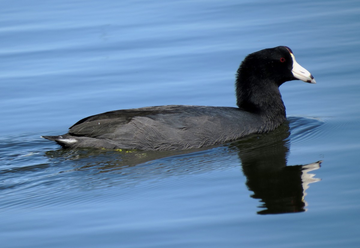 American Coot (Red-shielded) - ML117577241