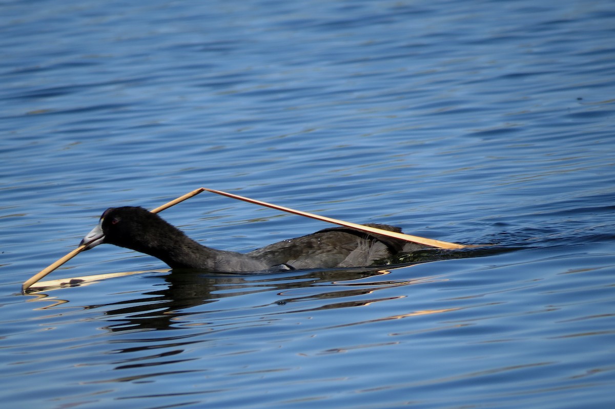 American Coot (Red-shielded) - ML117578071