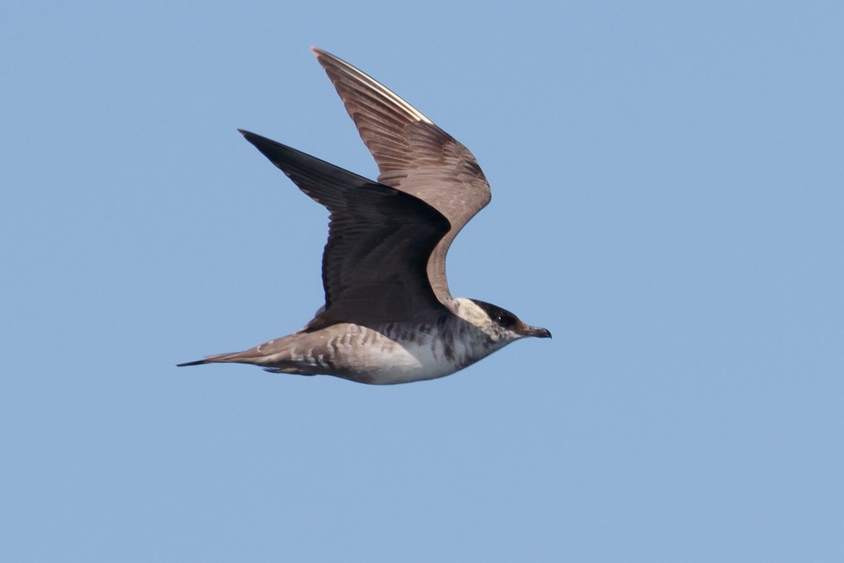 Long-tailed Jaeger - Audrey Addison