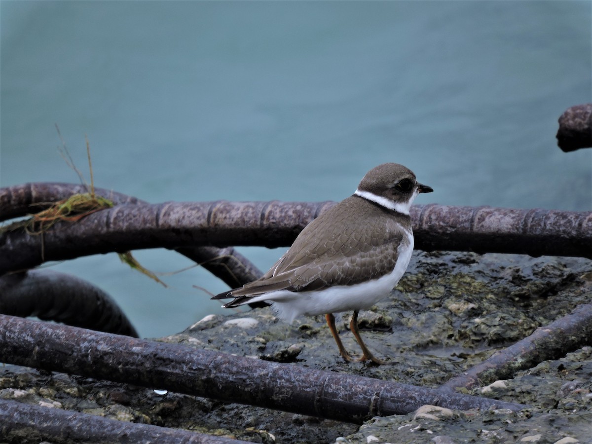 Semipalmated Plover - ML117582661